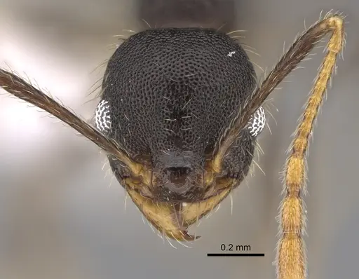 Pheidole lamancha specimen CASENT0646543 image casent0646543_2
