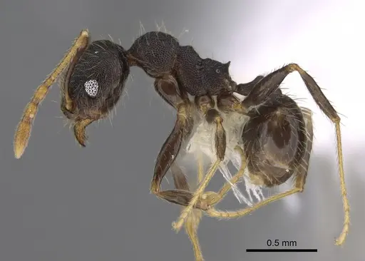 Pheidole lamancha specimen CASENT0646543 image casent0646543_3