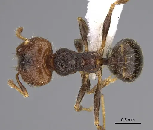 Pheidole lamancha specimen CASENT0646546 image casent0646546_1