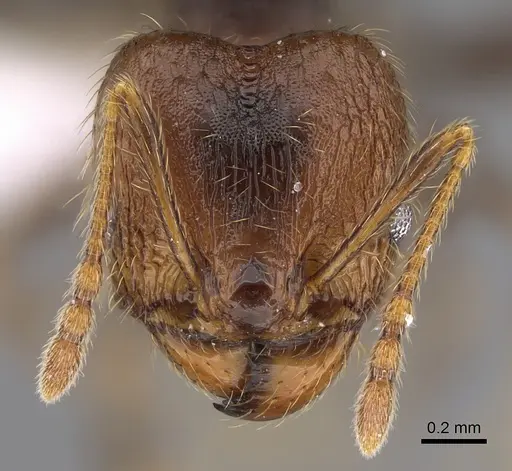 Pheidole lamancha specimen CASENT0646546 image casent0646546_2