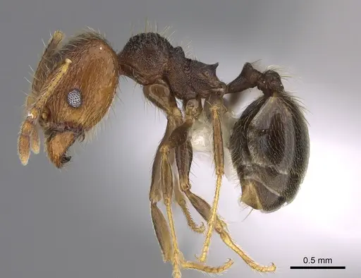 Pheidole lamancha specimen CASENT0646546 image casent0646546_3
