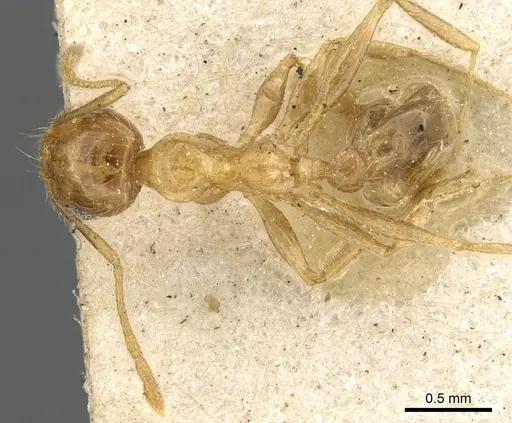 Pheidole lamellinoda specimen CASENT0901499 image casent0901499_1