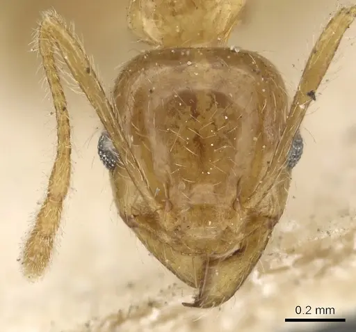 Pheidole lamellinoda specimen CASENT0901499 image casent0901499_2