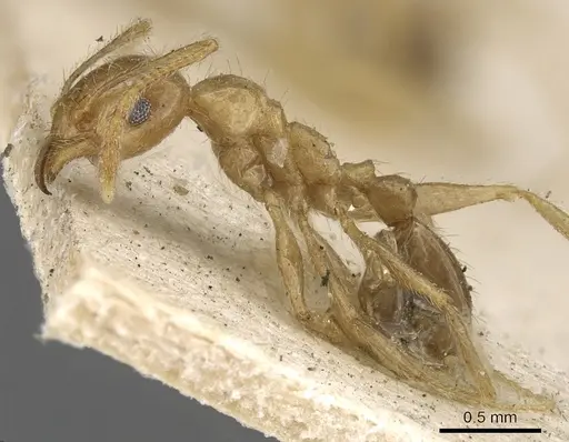 Pheidole lamellinoda specimen CASENT0901499 image casent0901499_3