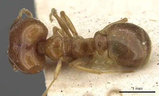 Pheidole lamellinoda specimen CASENT0901500 image casent0901500_1