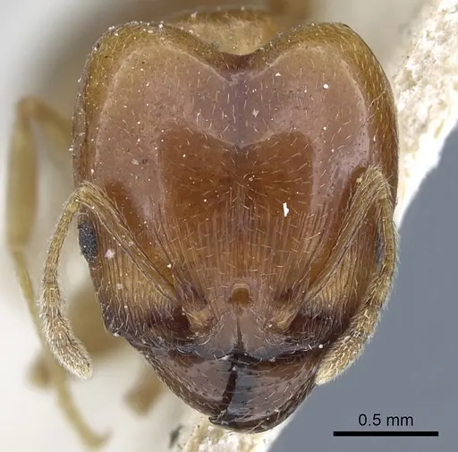 Pheidole lamellinoda specimen CASENT0901500 image casent0901500_2