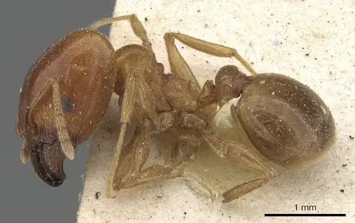 Pheidole lamellinoda specimen CASENT0901500 image casent0901500_3