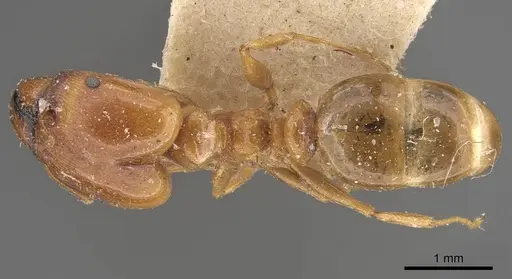 Pheidole lamellinoda specimen CASENT0907920 image casent0907920_1