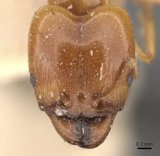 Pheidole lamellinoda specimen CASENT0907920 image casent0907920_2
