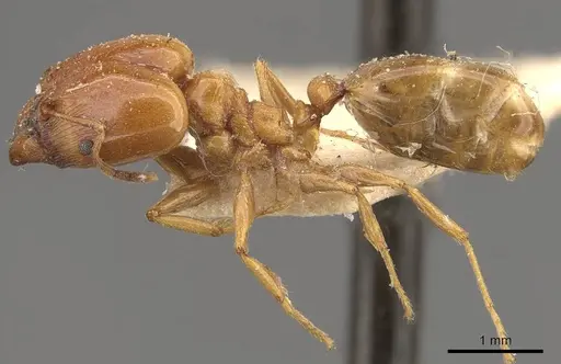 Pheidole lamellinoda specimen CASENT0907920 image casent0907920_3