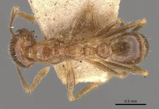 Pheidole lamellinoda specimen CASENT0907921 image casent0907921_1