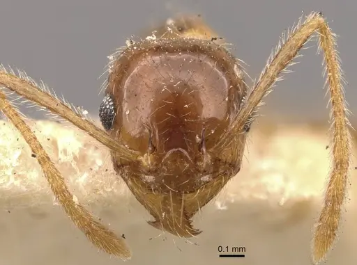 Pheidole lamellinoda specimen CASENT0907921 image casent0907921_2