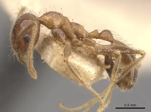 Pheidole lamellinoda specimen CASENT0907921 image casent0907921_3