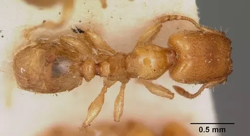 Pheidole lamia specimen CASENT0104664 image casent0104664_1