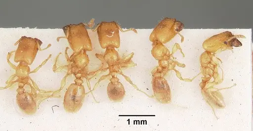 Pheidole lamia specimen CASENT0104664 image casent0104664_2