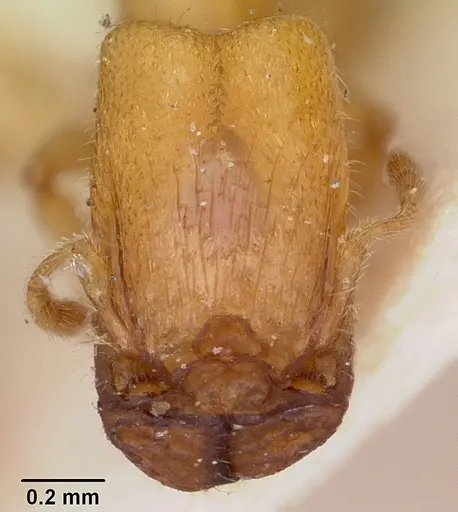 Pheidole lamia specimen CASENT0104664 image casent0104664_3