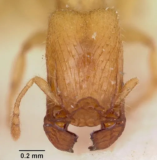 Pheidole lamia specimen CASENT0104664 image casent0104664_4