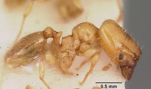 Pheidole lamia specimen CASENT0104664 image casent0104664_5
