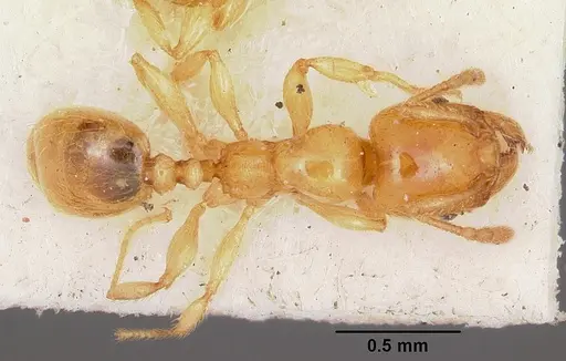 Pheidole lamia specimen CASENT0104698 image casent0104698_1