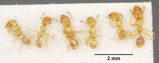 Pheidole lamia specimen CASENT0104698 image casent0104698_2