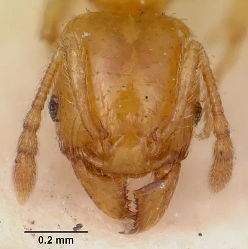 Pheidole lamia specimen CASENT0104698 image casent0104698_3