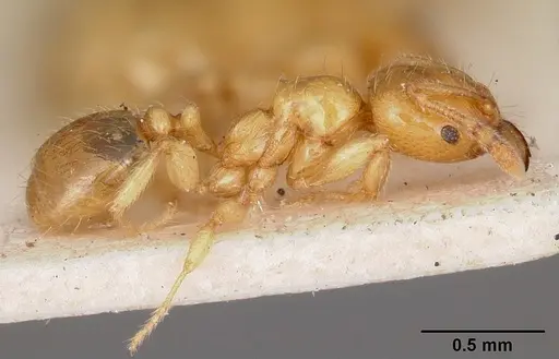 Pheidole lamia specimen CASENT0104698 image casent0104698_4