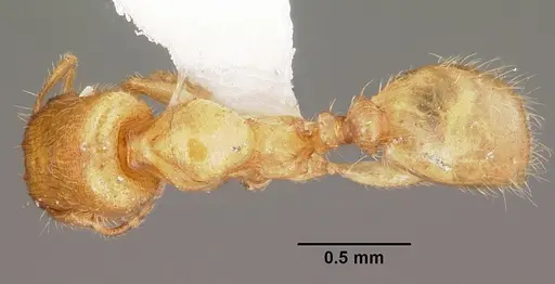 Pheidole lamia specimen CASENT0104787 image casent0104787_1