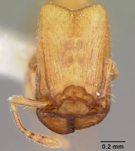 Pheidole lamia specimen CASENT0104787 image casent0104787_2