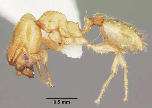 Pheidole lamia specimen CASENT0104787 image casent0104787_3