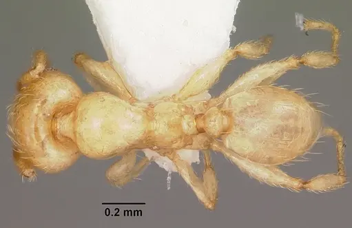 Pheidole lamia specimen CASENT0104788 image casent0104788_1