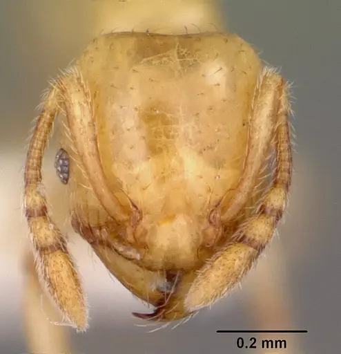 Pheidole lamia specimen CASENT0104788 image casent0104788_2