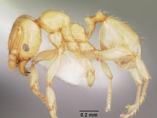 Pheidole lamia specimen CASENT0104788 image casent0104788_3