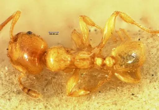 Pheidole lamia specimen CASENT0105647 image casent0105647_1