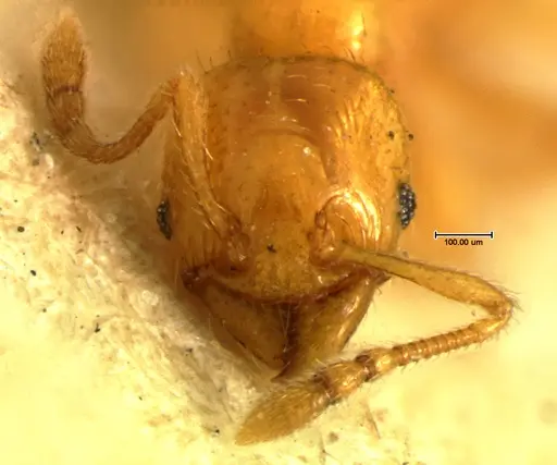 Pheidole lamia specimen CASENT0105647 image casent0105647_2