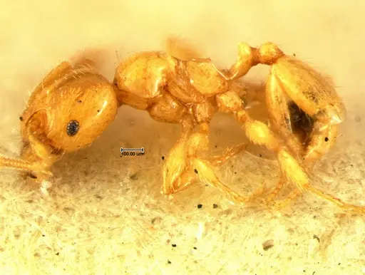 Pheidole lamia specimen CASENT0105647 image casent0105647_3