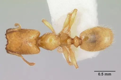 Pheidole lamia specimen CASENT0172695 image casent0172695_1