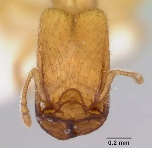 Pheidole lamia specimen CASENT0172695 image casent0172695_2