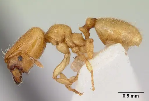 Pheidole lamia specimen CASENT0172695 image casent0172695_3