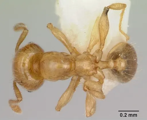 Pheidole lamia specimen CASENT0172696 image casent0172696_1