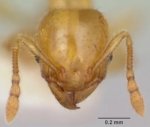 Pheidole lamia specimen CASENT0172696 image casent0172696_2