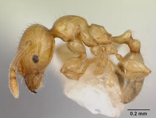 Pheidole lamia specimen CASENT0172696 image casent0172696_3