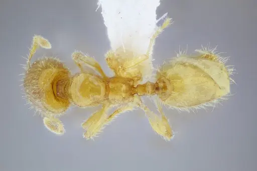 Pheidole lamia specimen CASENT0653360 image casent0653360_1