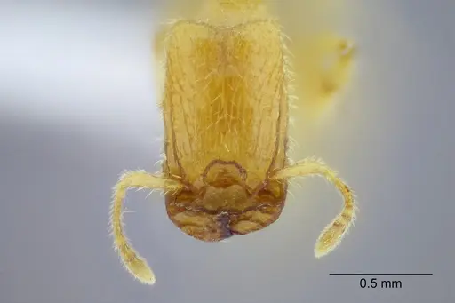 Pheidole lamia specimen CASENT0653360 image casent0653360_2