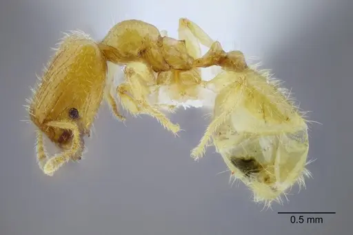 Pheidole lamia specimen CASENT0653360 image casent0653360_3