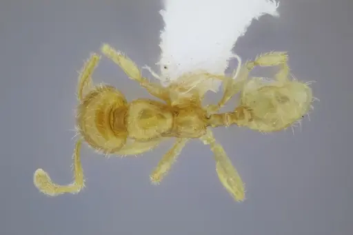 Pheidole lamia specimen CASENT0653361 image casent0653361_1
