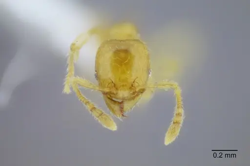 Pheidole lamia specimen CASENT0653361 image casent0653361_2