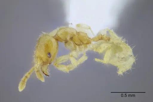 Pheidole lamia specimen CASENT0653361 image casent0653361_3
