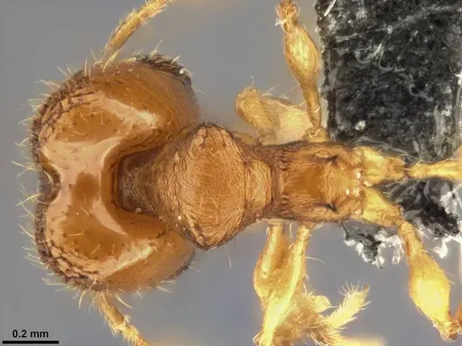 Pheidole laminata specimen CASENT0219513 image casent0219513_1