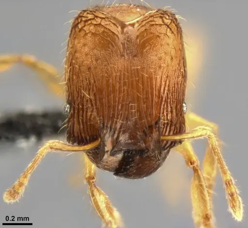 Pheidole laminata specimen CASENT0219513 image casent0219513_3