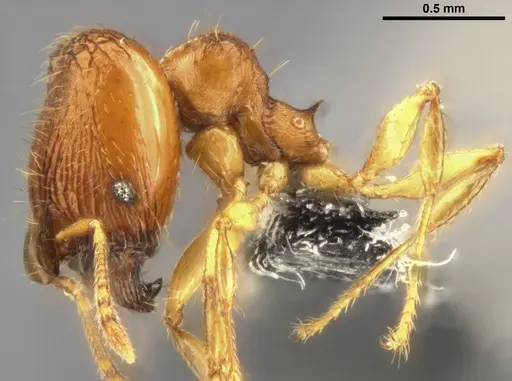 Pheidole laminata specimen CASENT0219513 image casent0219513_4
